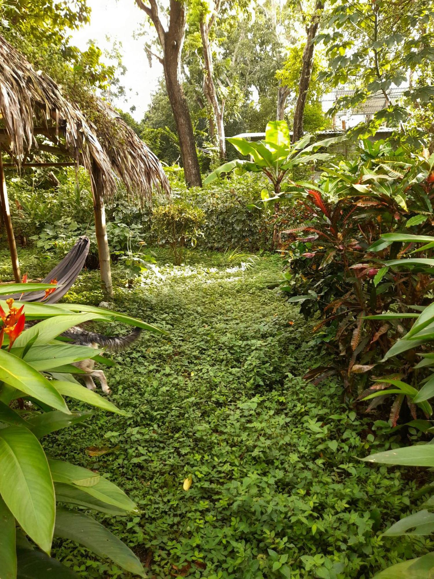 El Bamboo Cabins Balgue المظهر الخارجي الصورة